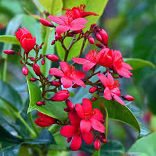 Jatropha