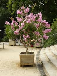 Lagerstoemia
