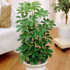 Scheflera