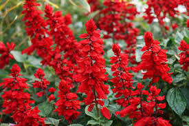 Salvia Splendens