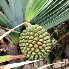 Pandanus
