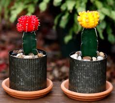 Cactus Grafted