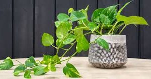 Davil's ivy – Pothos