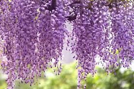Royal Wisteria