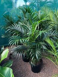 Cascade Palm