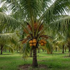 Coconut Palm
