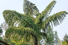 Fish Tail Palm