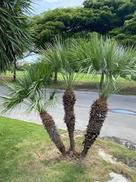 European Fan Palm