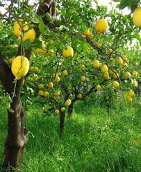 Citrus Plants