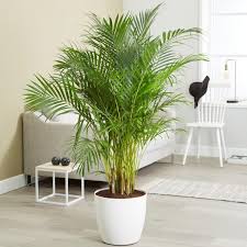 Golden Palm