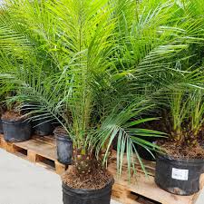 Phoenix Palm