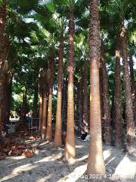 washingtonia-palm