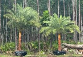 silverster-king-date-palm