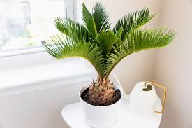 sago-palm-kangi-palm-2