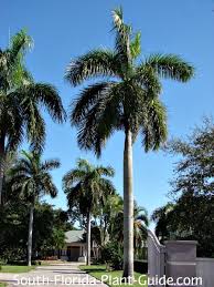 royal-palm-2