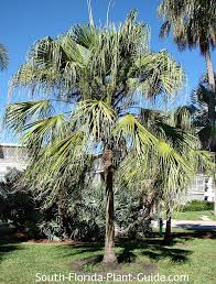ribbon-fan-palm