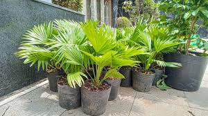 Chinese Fan Palm