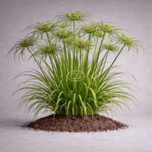 tall-umbrella-sedge-2