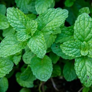mint
