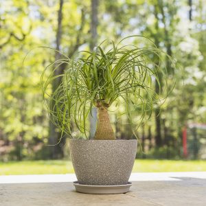 ponytail-palm-2