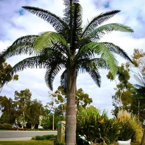 Queen Palm