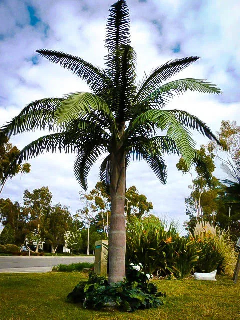 Queen Palm