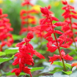 salvia-splendens