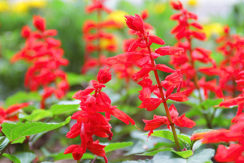 Salvia Splendens
