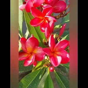 frangipani-gul-e-cheen