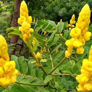 INDIAN SENNA