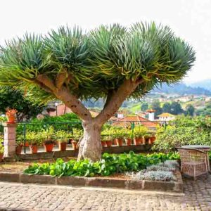 dragon-tree-2