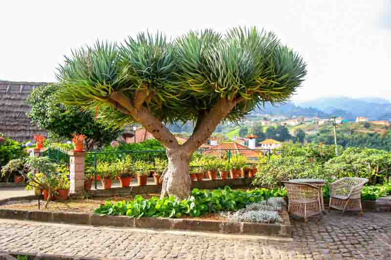 Dragon Tree