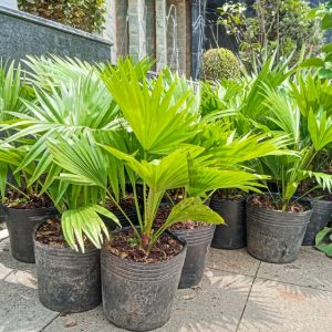 Chinese Fan Palm