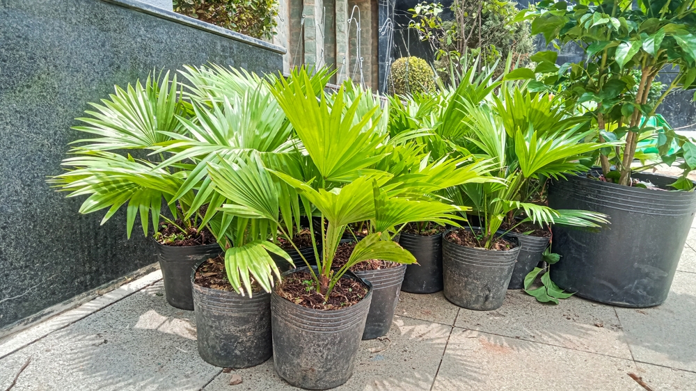 Chinese Fan Palm