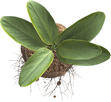 plant-min.png
